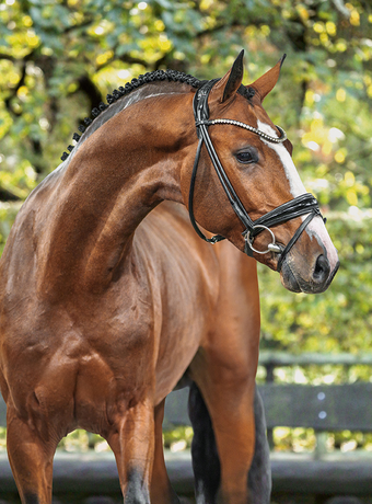 Stallions | Klosterhof Medingen