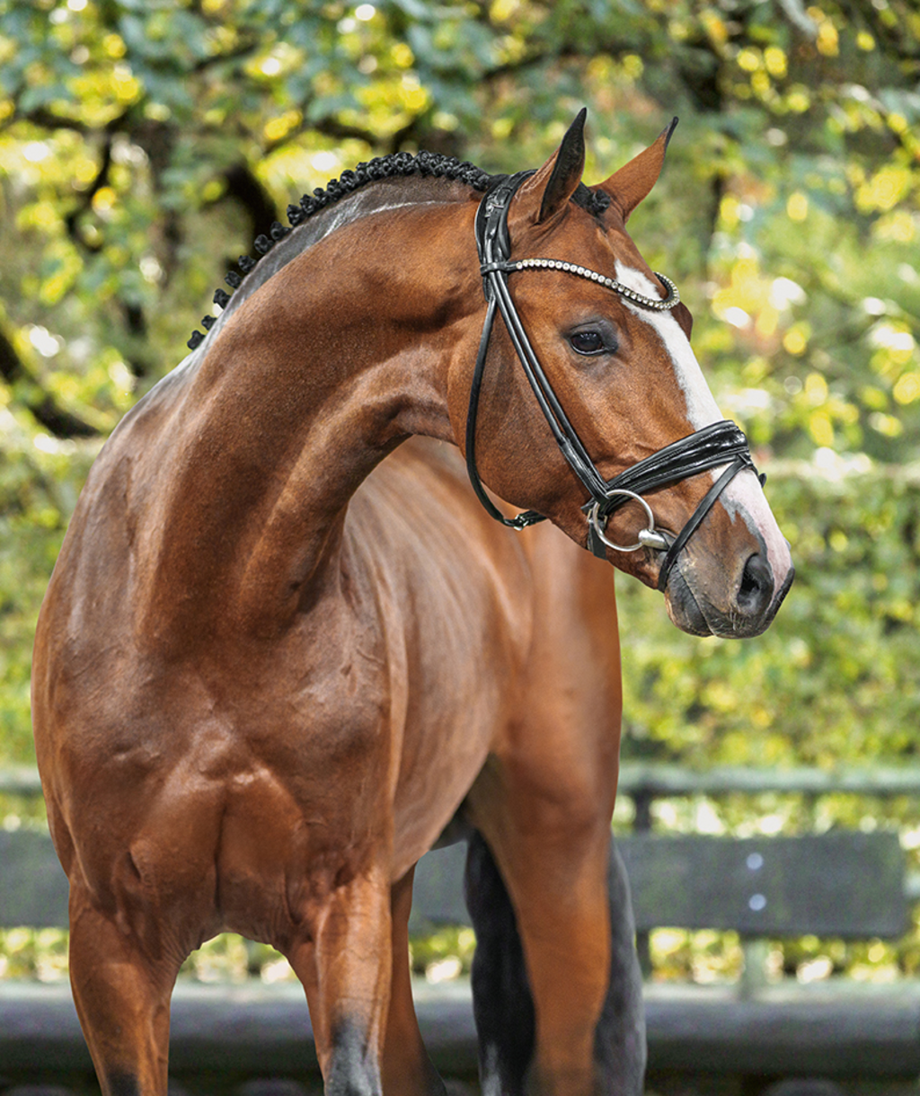 Stallions | Klosterhof Medingen